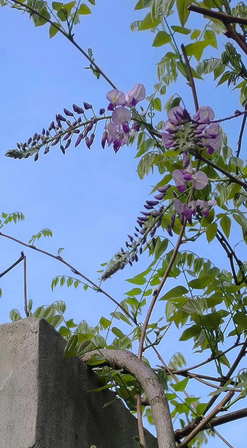 刚栽植的紫藤如何护理？护理新栽紫藤的正确方法是什么？