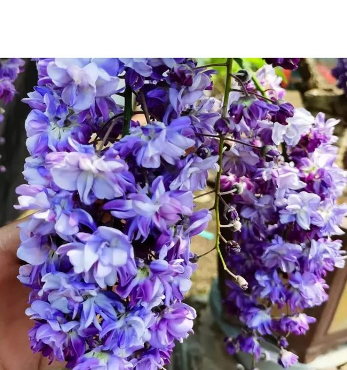 刚栽植的紫藤如何护理？护理新栽紫藤的正确方法是什么？
