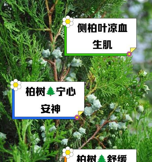 香柏树种植有哪些步骤？种植后如何进行养护？