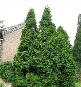 香柏树种植有哪些步骤？种植后如何进行养护？