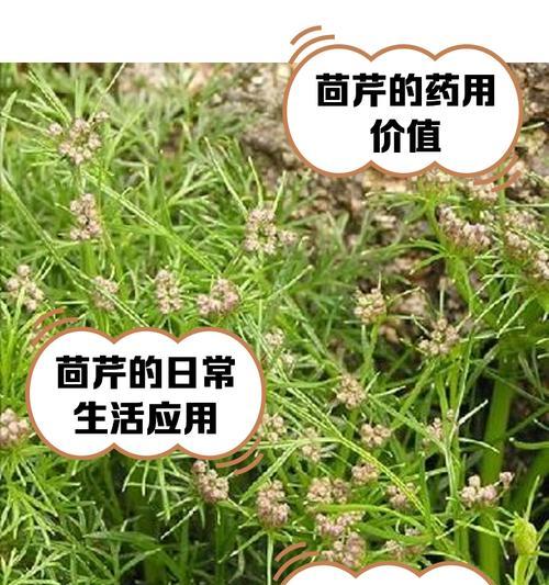 孜然芹怎样种植？种植孜然芹的要点是什么？