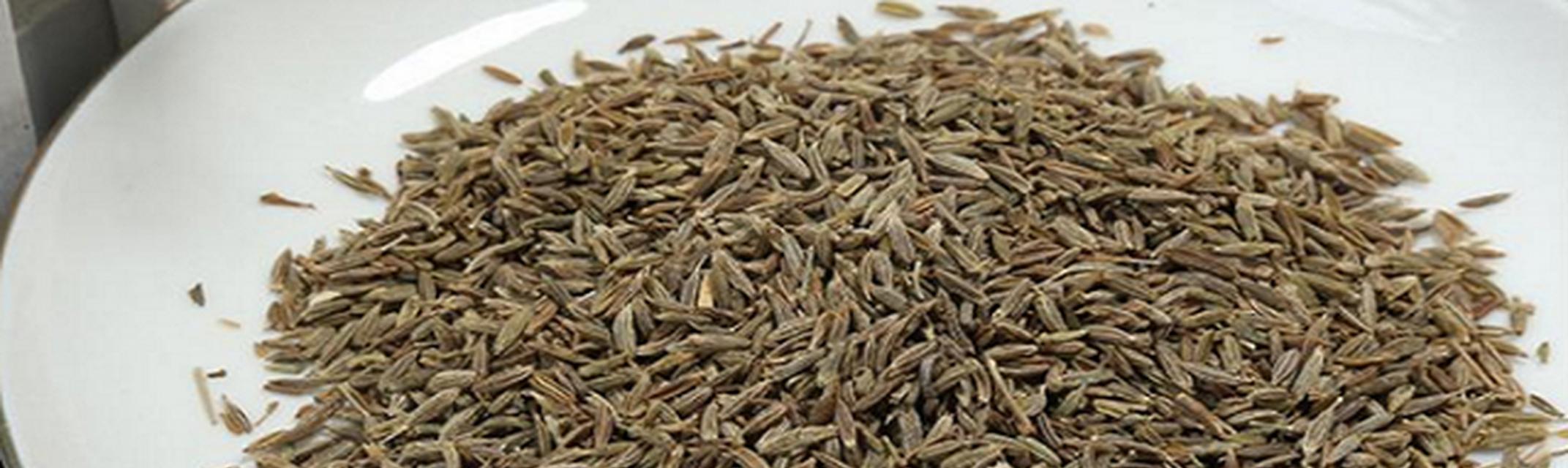 孜然芹怎样种植？种植孜然芹的要点是什么？