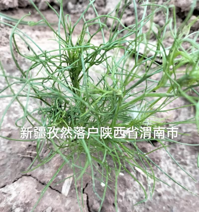 孜然芹怎样种植？种植孜然芹的要点是什么？