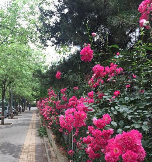 小区绿化用什么花好？哪些花卉适合小区环境？