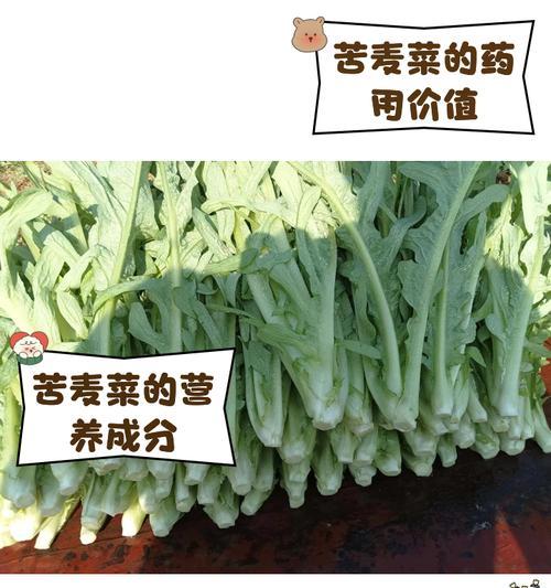 苦麦菜适合在什么温度下生长？苦麦菜的生长温度有哪些要求？