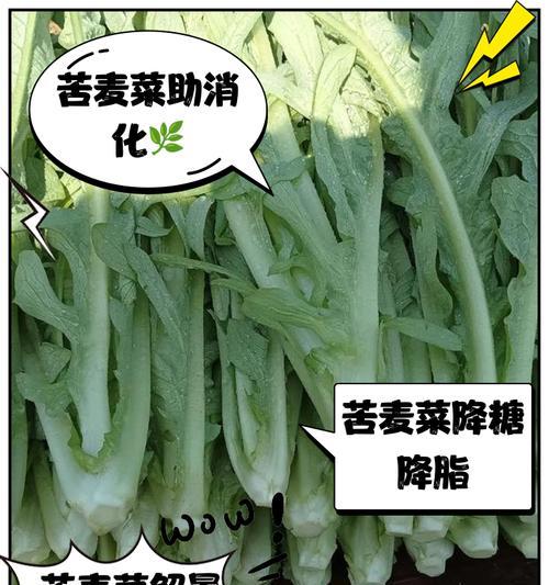苦麦菜适合在什么温度下生长？苦麦菜的生长温度有哪些要求？