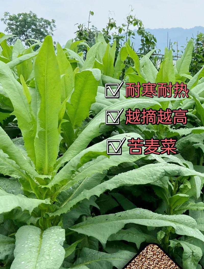 苦麦菜适合在什么温度下生长？苦麦菜的生长温度有哪些要求？