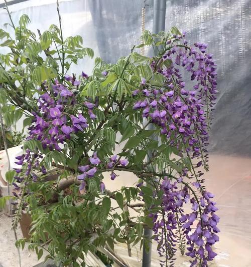 大门口种植紫藤树有什么好处？需要注意什么？