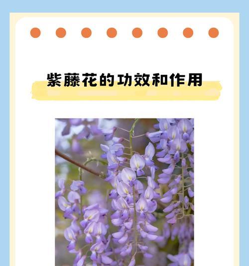 大门口种植紫藤树有什么好处？需要注意什么？