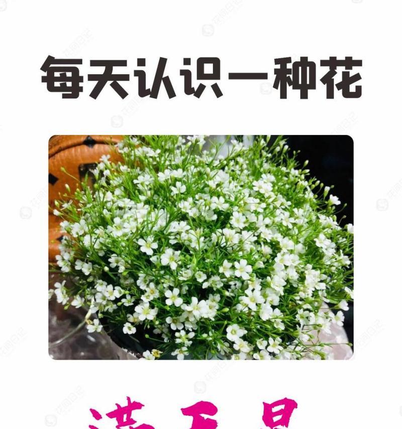圆锥石头花怎样种植？有哪些要点？