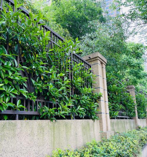 院墙边绿化选择什么植物好看？院墙边绿化植物的推荐有哪些？