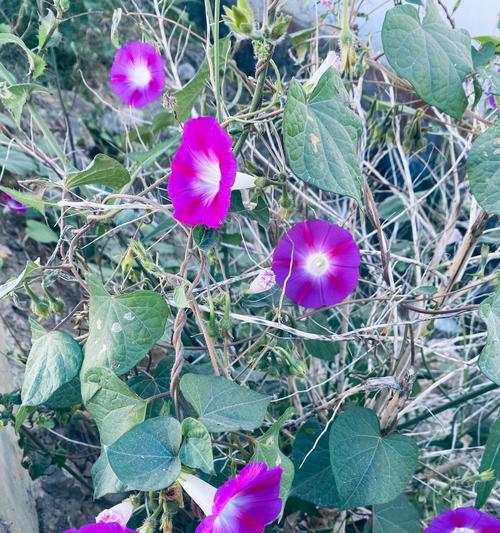 牵牛花冬天能种植吗？冬季种植牵牛花的可行性如何？
