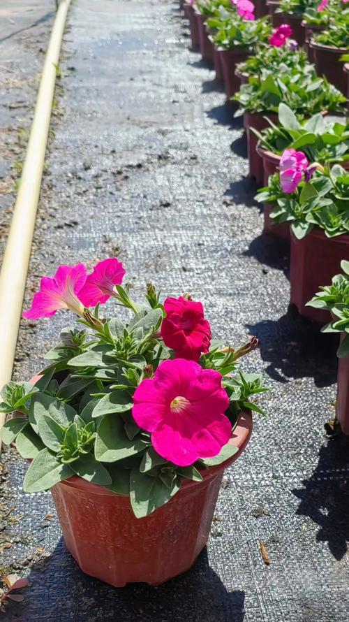 牵牛花冬天能种植吗？冬季种植牵牛花的可行性如何？