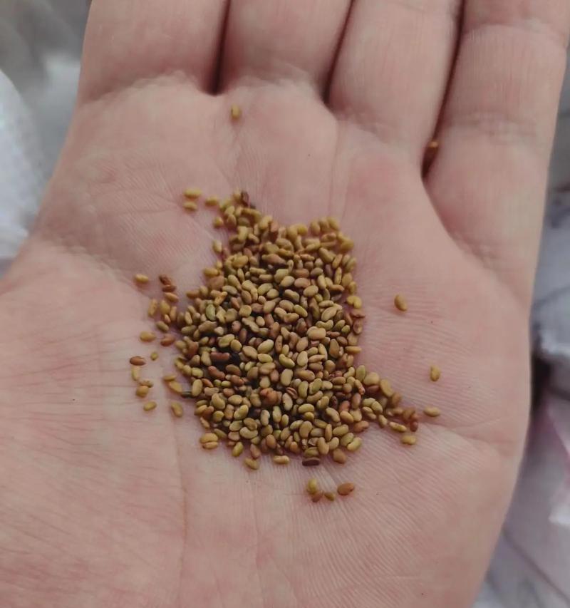 苜蓿包衣种子与净子有何不同？选择哪种苜蓿种子更好？