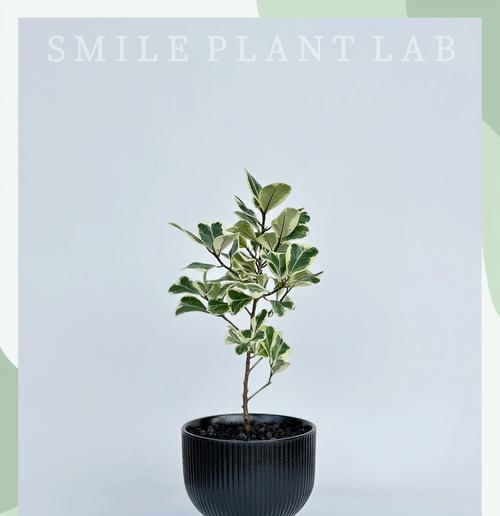三角榕种植有哪些步骤？