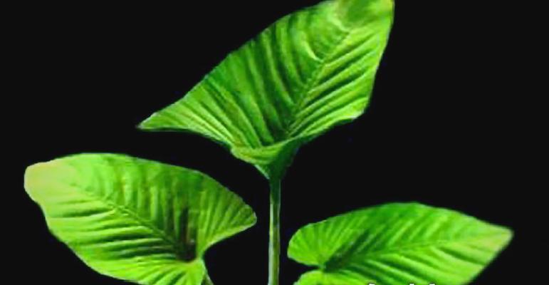 三角榕种植有哪些步骤？