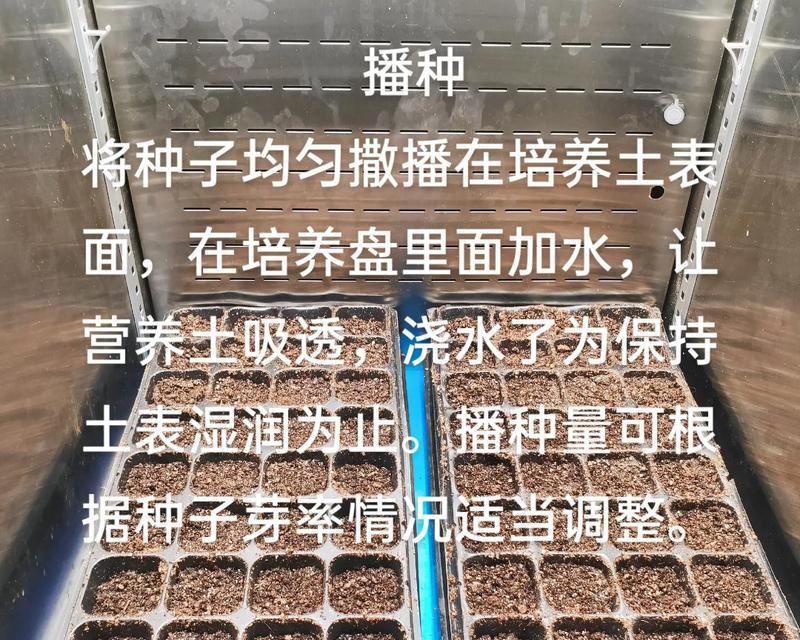 垂果南芥的种植需要注意什么？