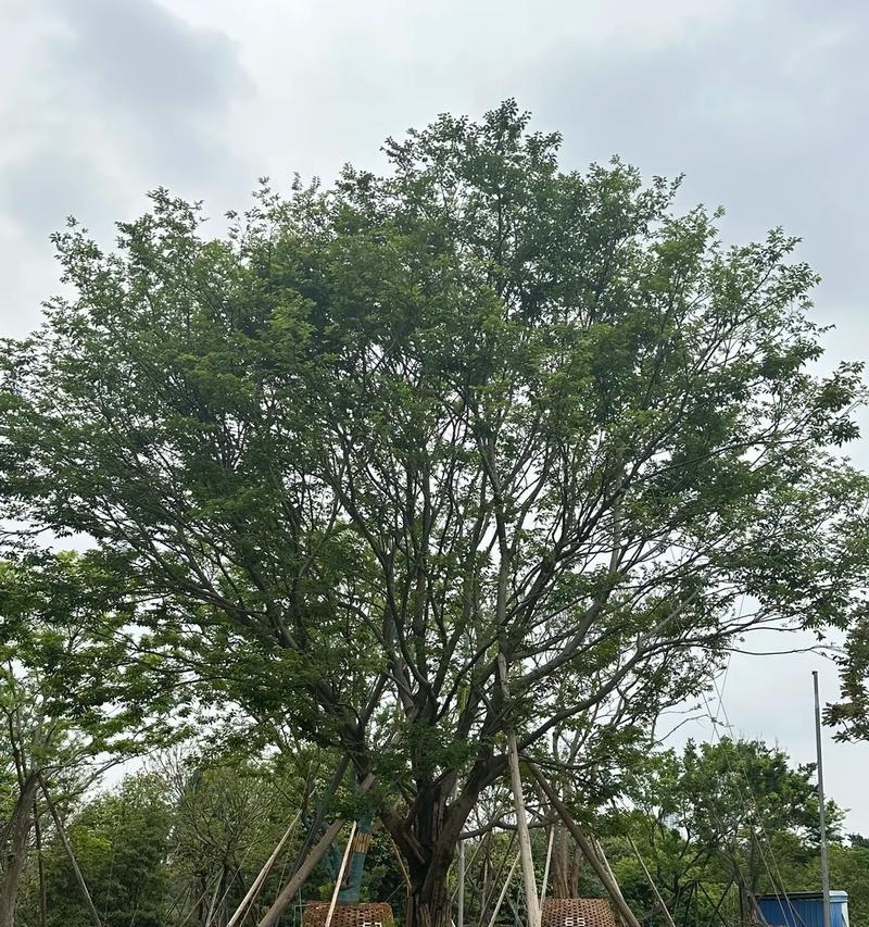朴树如何种植才能茁壮成长？