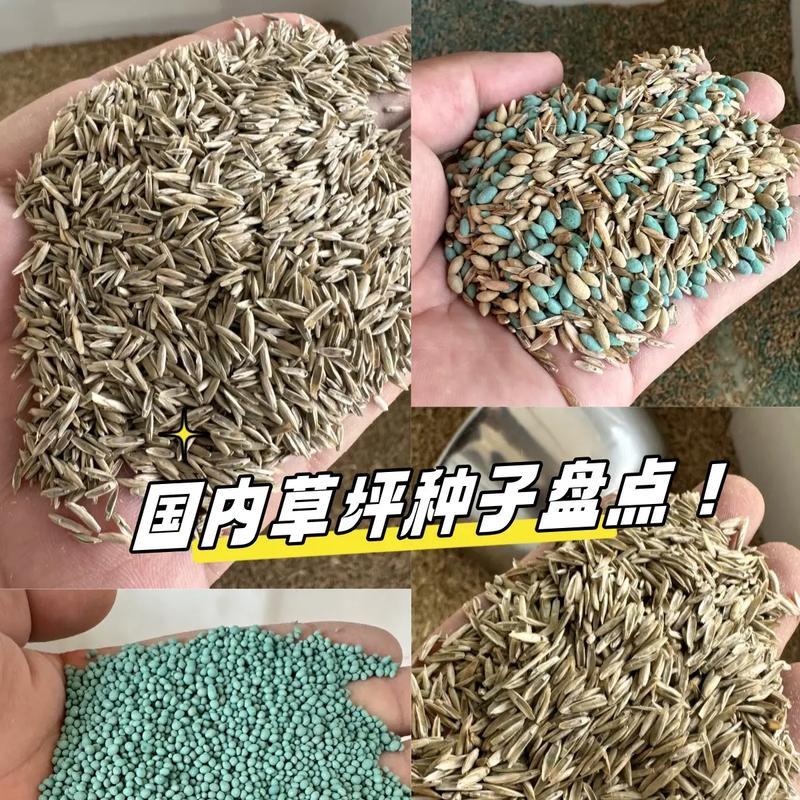 1公顷土地需要撒多少公斤草籽？播种草籽的正确方法是什么？