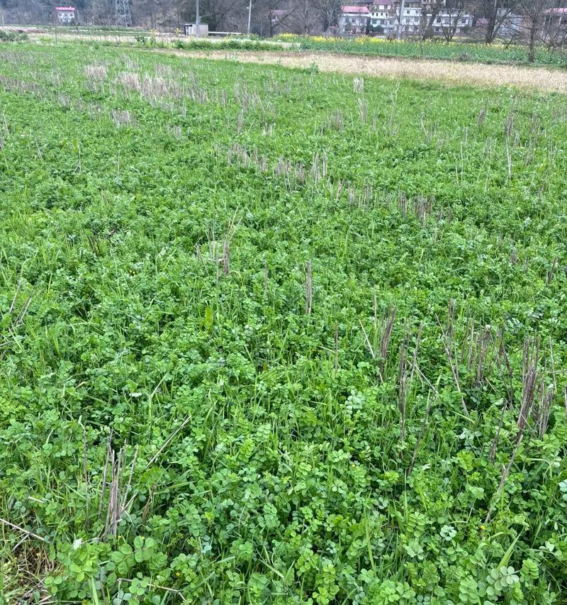1公顷土地需要撒多少公斤草籽？播种草籽的正确方法是什么？
