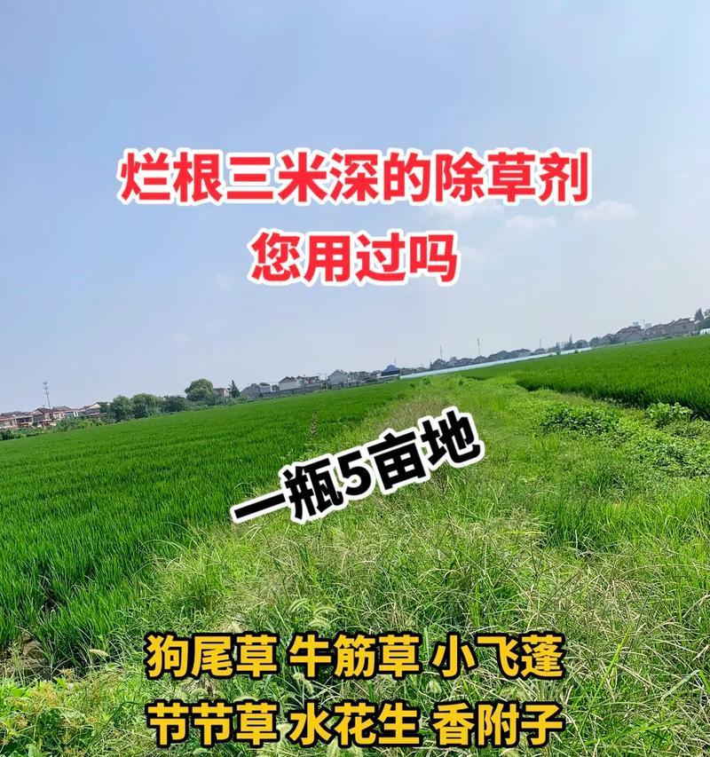 1公顷土地需要撒多少公斤草籽？播种草籽的正确方法是什么？