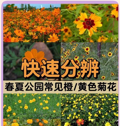 金黄冠万寿菊如何种植才能长得好？