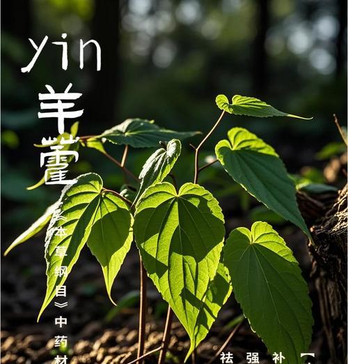 少花淫羊藿怎么种植？种植过程中需要注意什么？