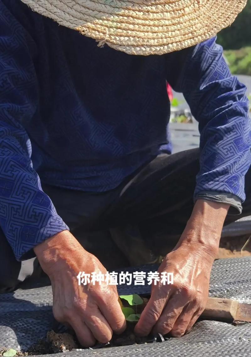 少花淫羊藿怎么种植？种植过程中需要注意什么？