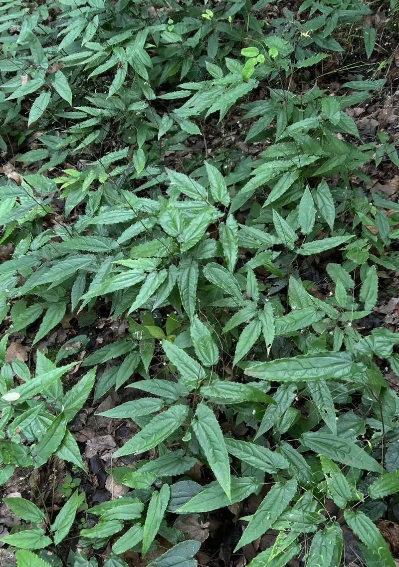 少花淫羊藿怎么种植？种植过程中需要注意什么？