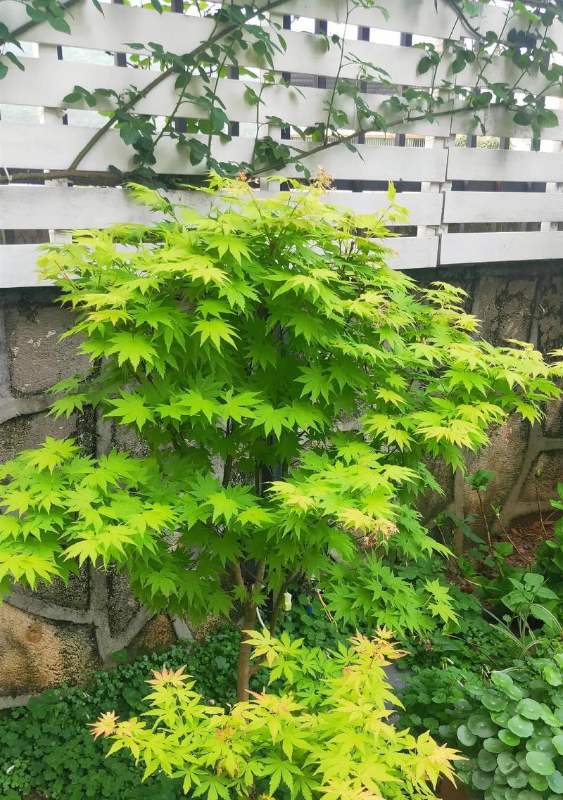 清枫树的寿命有多长？如何延长清枫树的寿命？