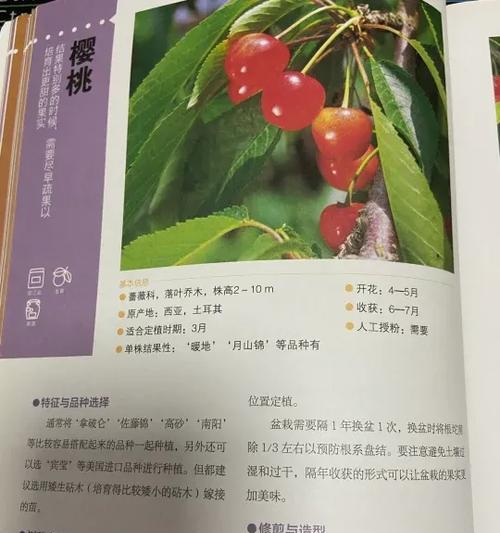 多花云南樱桃怎样种植？种植过程中有哪些要点？