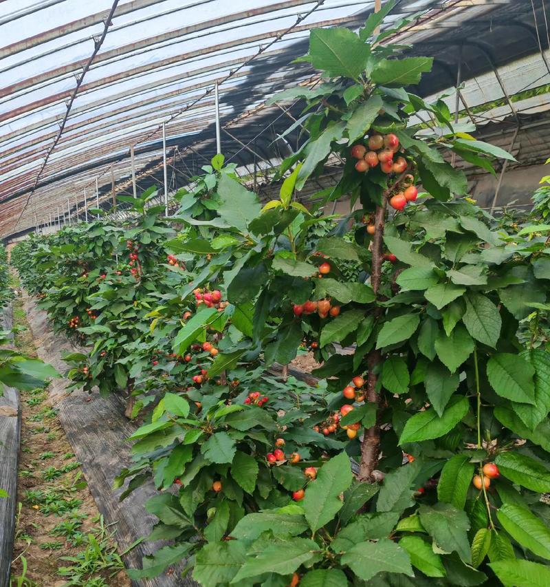 多花云南樱桃怎样种植？种植过程中有哪些要点？