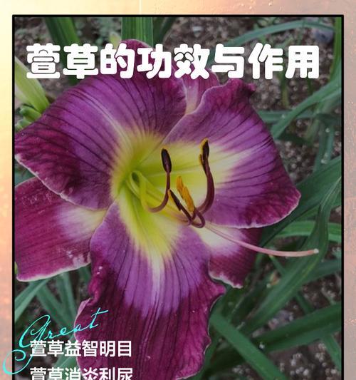 小萱草如何种植？小萱草的种植技巧是什么？