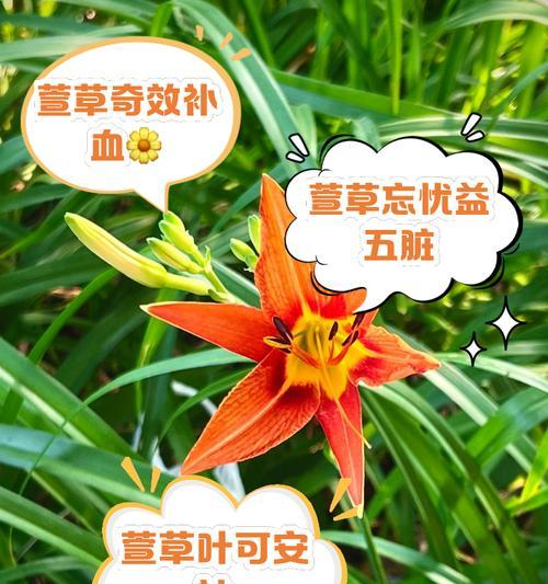 小萱草如何种植？小萱草的种植技巧是什么？