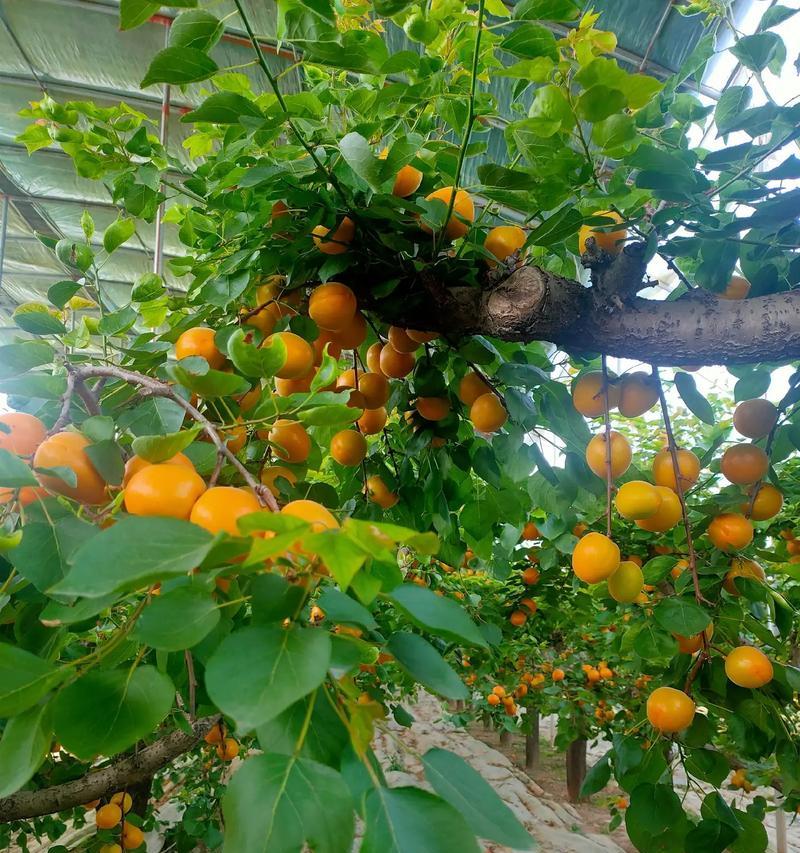 七月份适合种植杏子吗？有哪些种植要点？