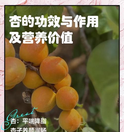 七月份适合种植杏子吗？有哪些种植要点？