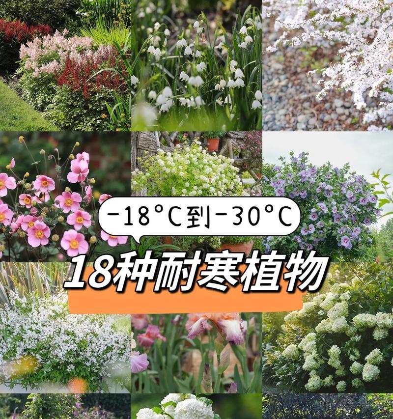 河南冬天适合种植哪些花卉？如何选择耐寒的冬季花卉？