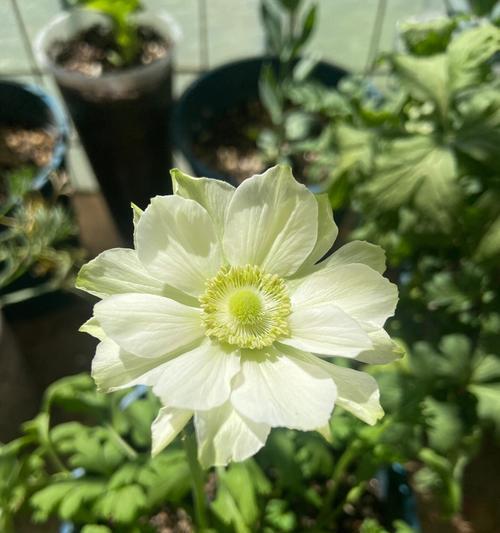 粗壮银莲花怎么种？种植粗壮银莲花的技巧是什么？