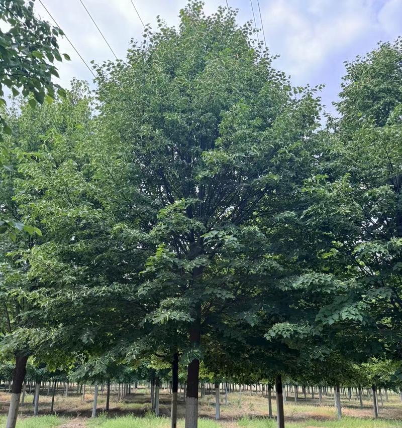 椴树种植需要注意什么？如何解决种植过程中的问题？