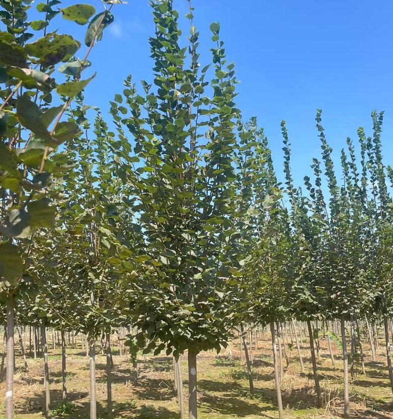 椴树种植需要注意什么？如何解决种植过程中的问题？