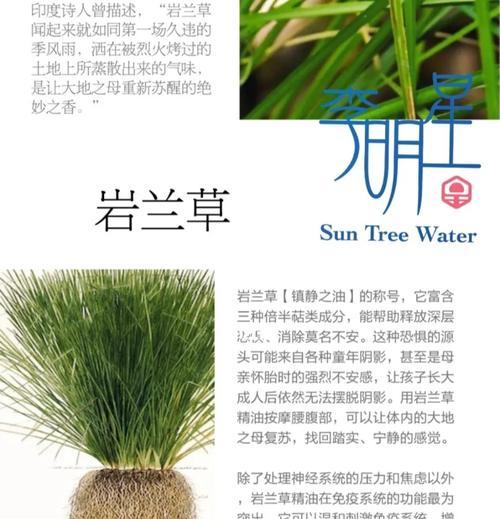 岩生肥皂草如何种植？种植岩生肥皂草的步骤是什么？