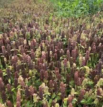 夏枯球最佳种植时间是什么时候？种植前需要准备什么？