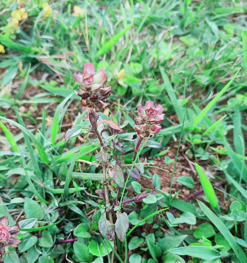 夏枯球最佳种植时间是什么时候？种植前需要准备什么？