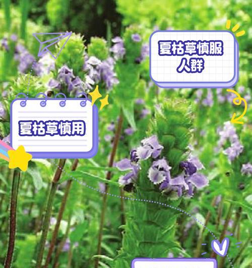 夏枯球最佳种植时间是什么时候？种植前需要准备什么？