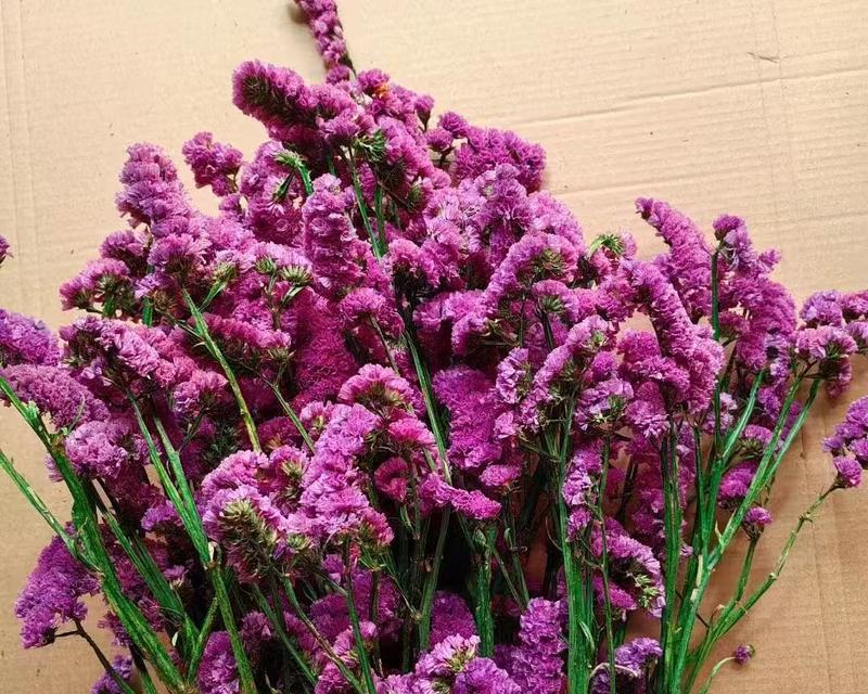 沼泽勿忘我如何种植？种植过程中应注意哪些问题？