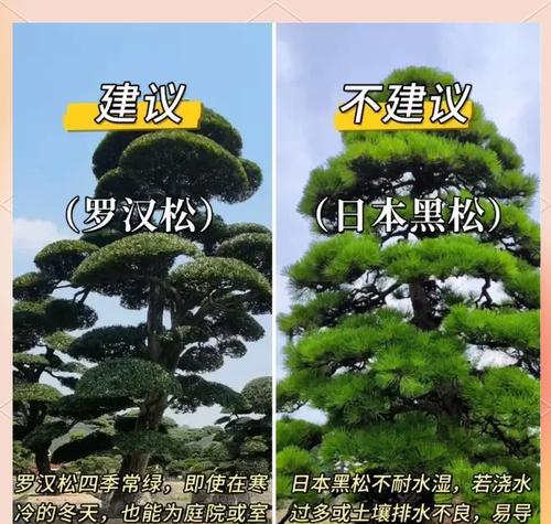 哪些树种能耐受高温低温和干旱？如何选择合适的树种？