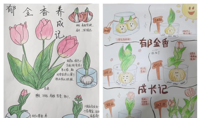 厚叶苞芽报春怎么种植？种植厚叶苞芽报春有哪些技巧？