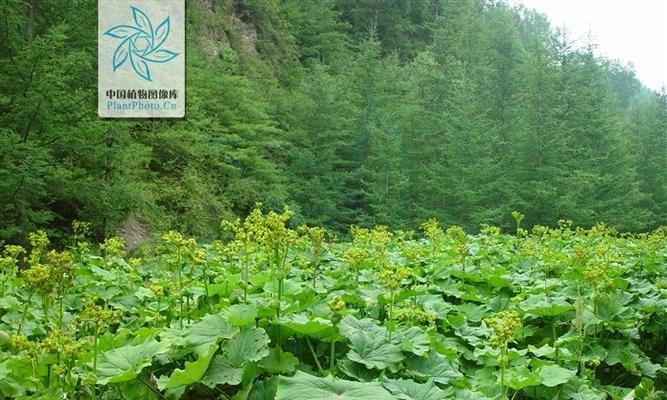 厚叶苞芽报春怎么种植？种植厚叶苞芽报春有哪些技巧？