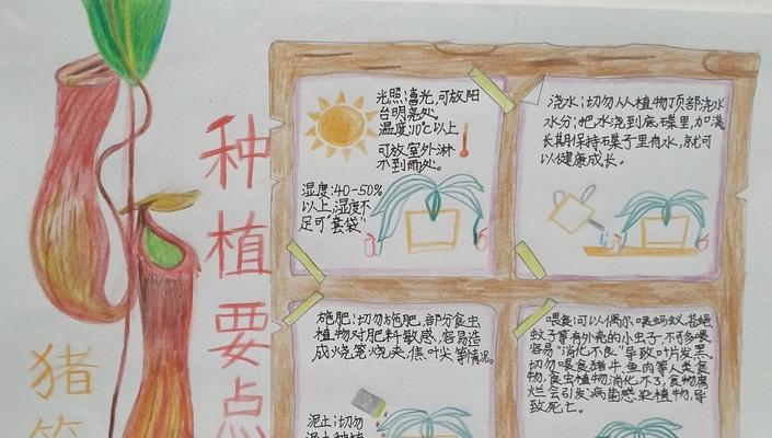厚叶苞芽报春怎么种植？种植厚叶苞芽报春有哪些技巧？