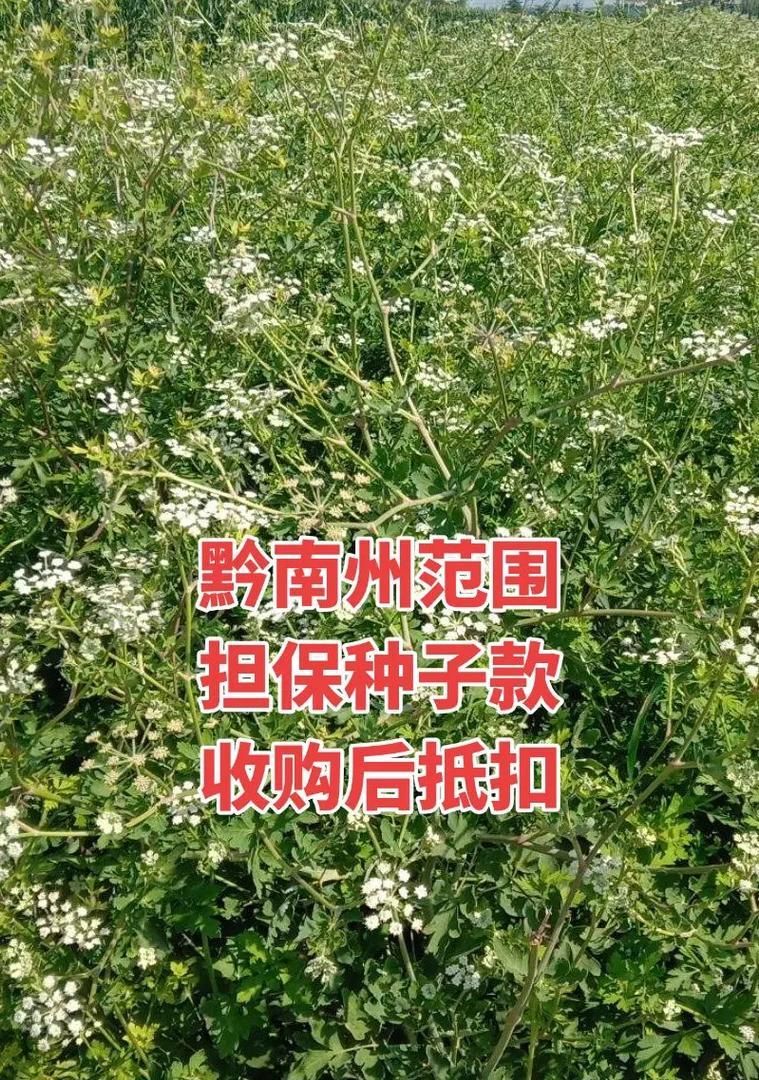 镰叶前胡如何正确种植？